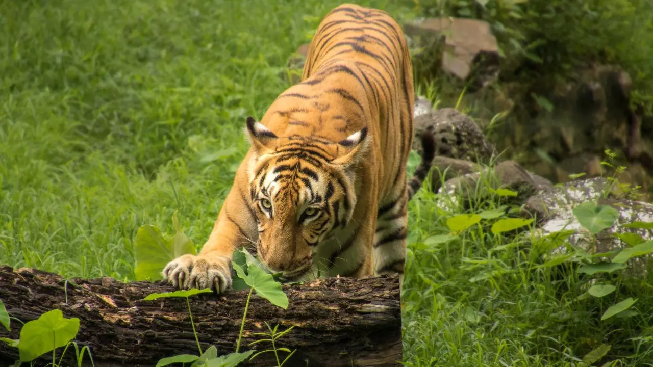 Sunderban National Park West Bengal