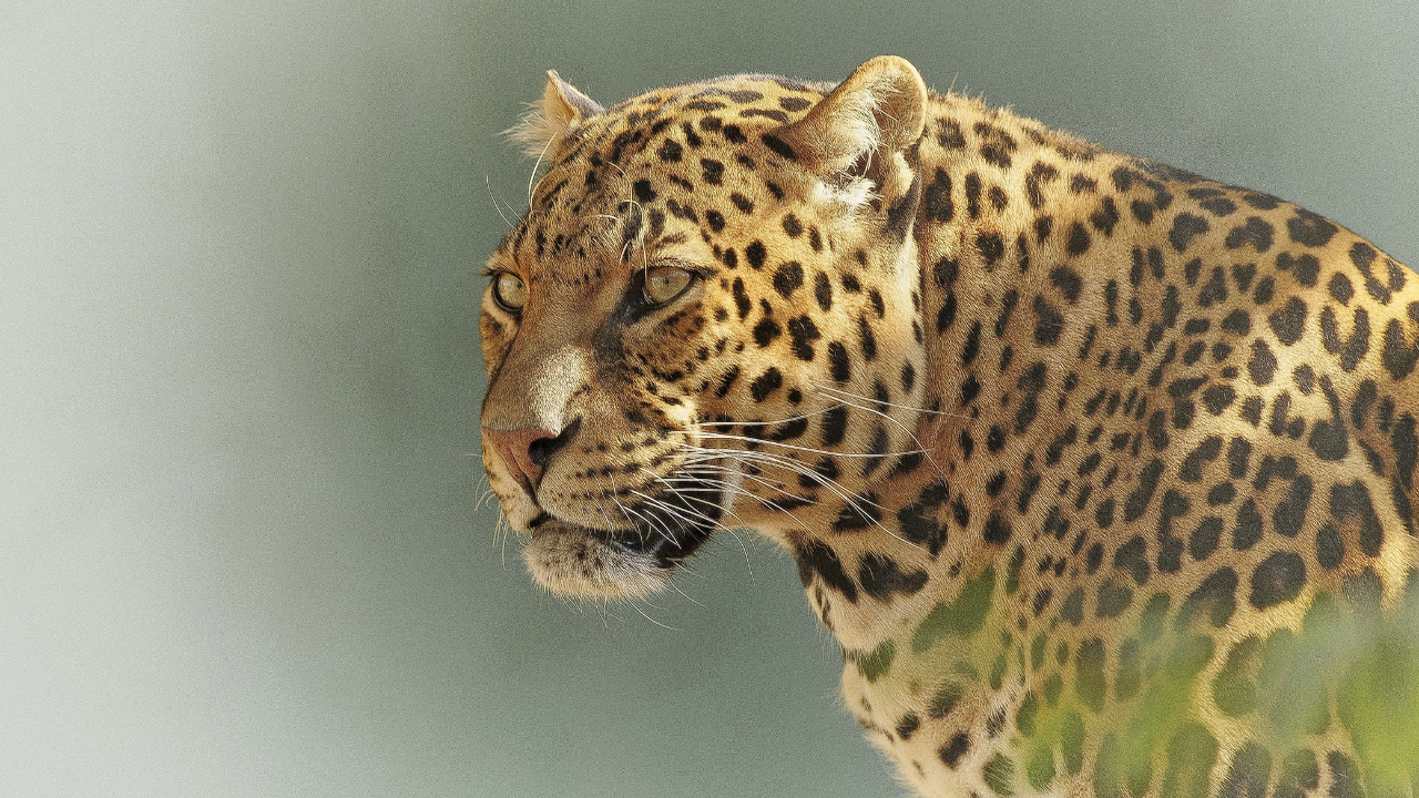Jawai Leopard Reserve  Pali Rajasthan