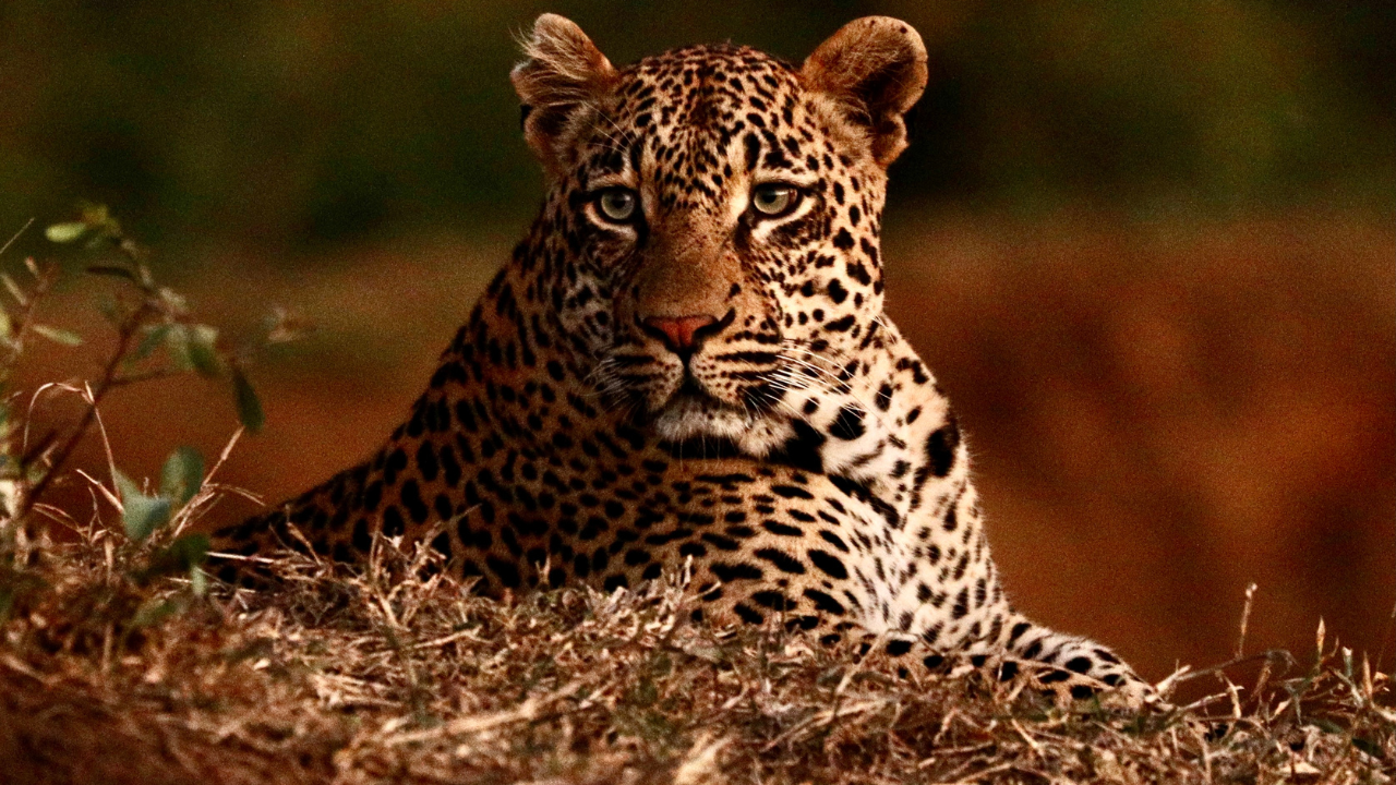 Jhalana Leopard Safari Park  Jaipur Rajasthan