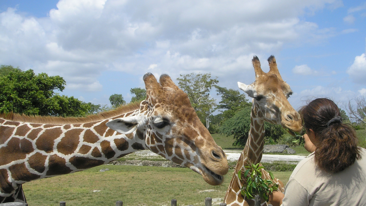 Arignar Anna Zoological Park Chennai