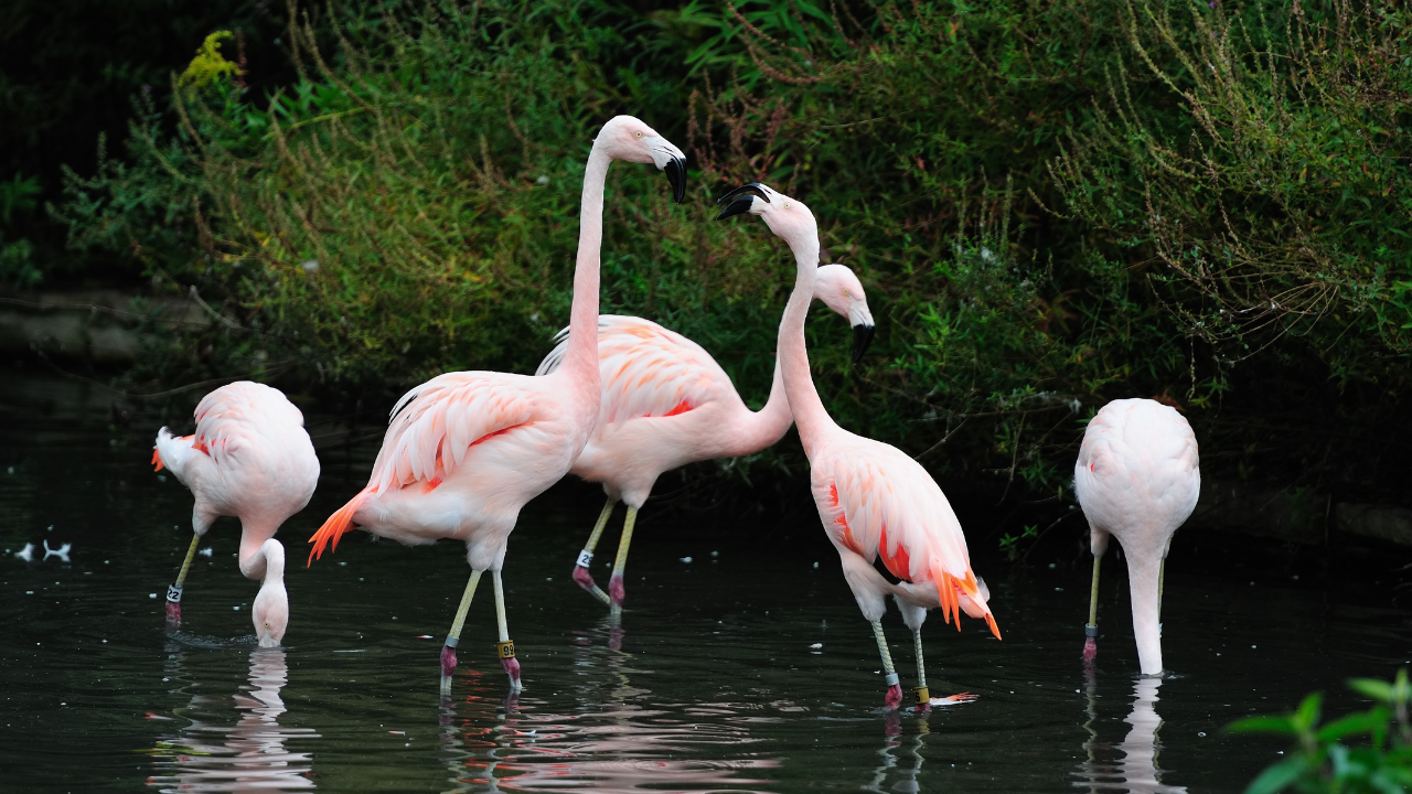 Alipore Zoo Kolkata