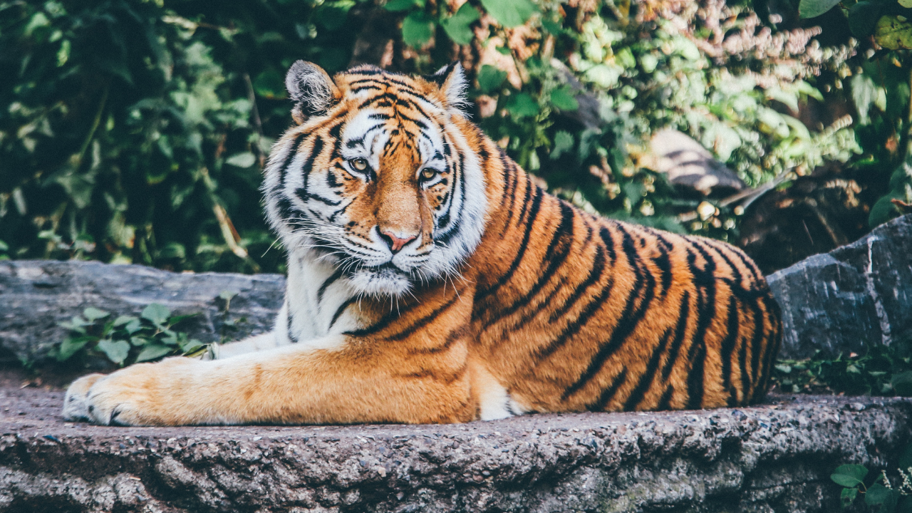 Nandankanan Zoological Park Bhubaneswar