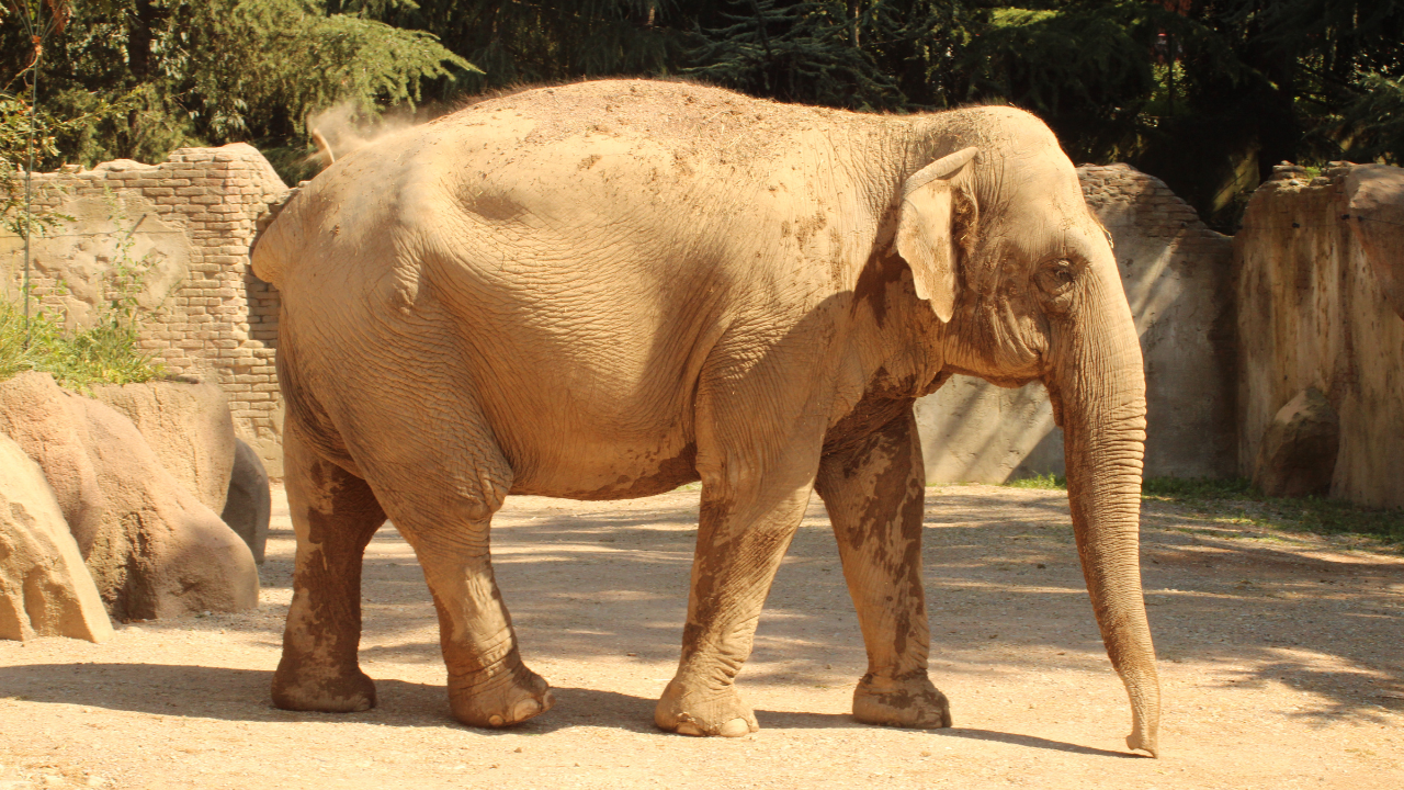 Rajiv Gandhi Zoological Park Pune