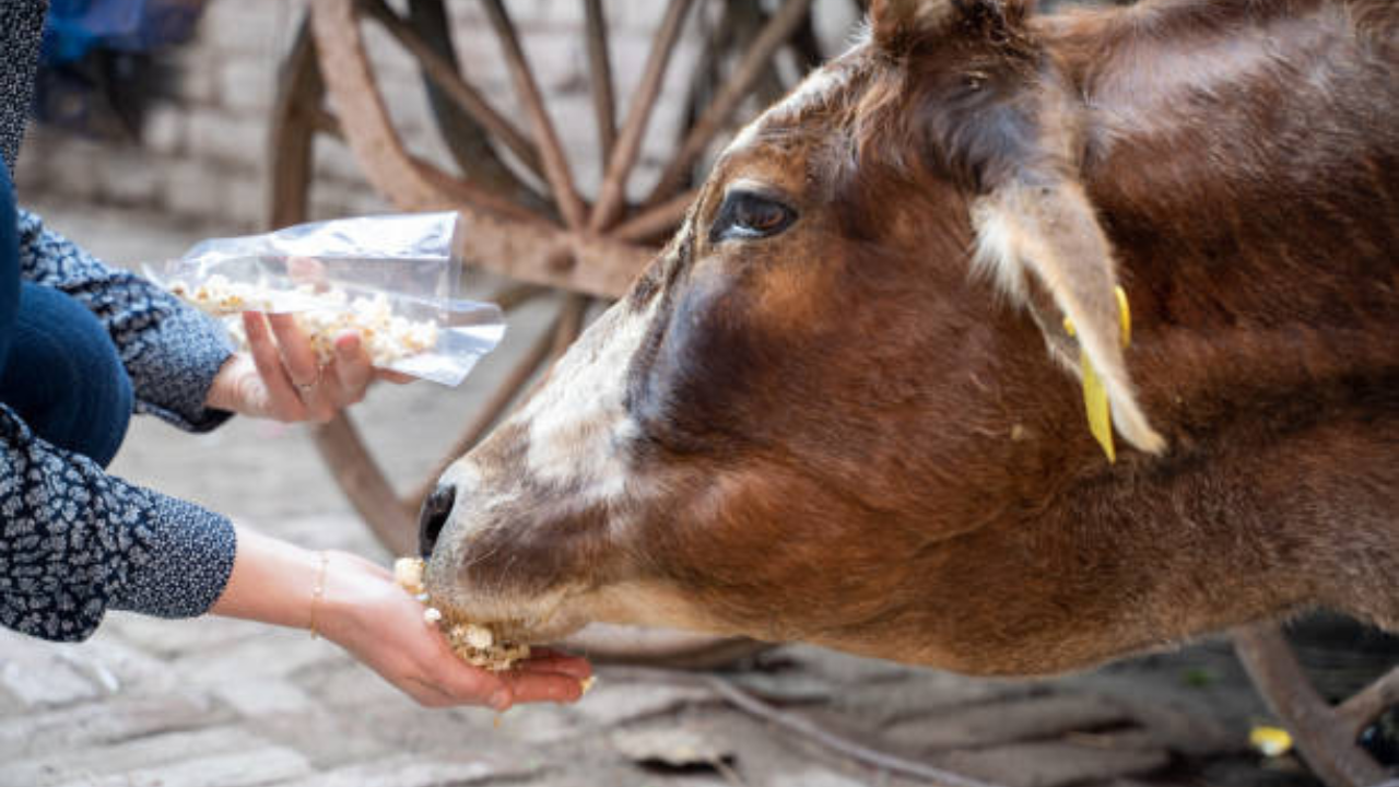 गायीला काय चारावे