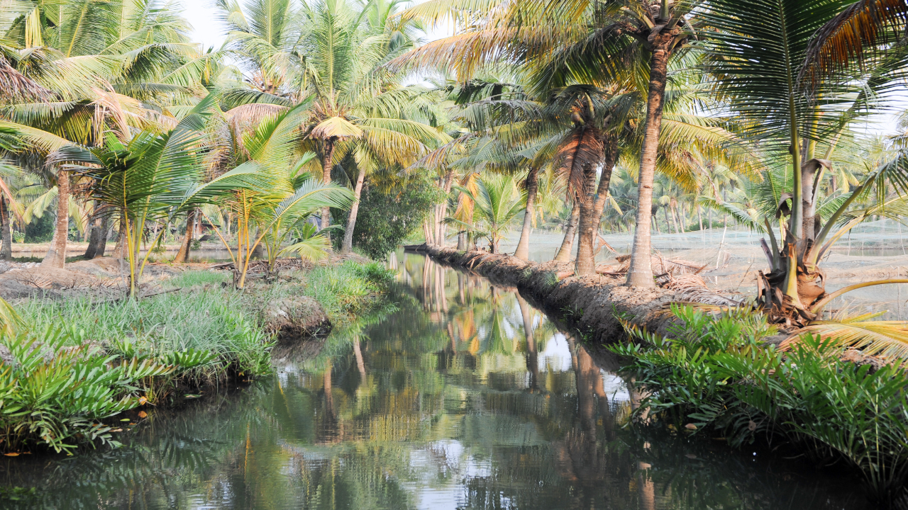 Ernakulam Backwaters