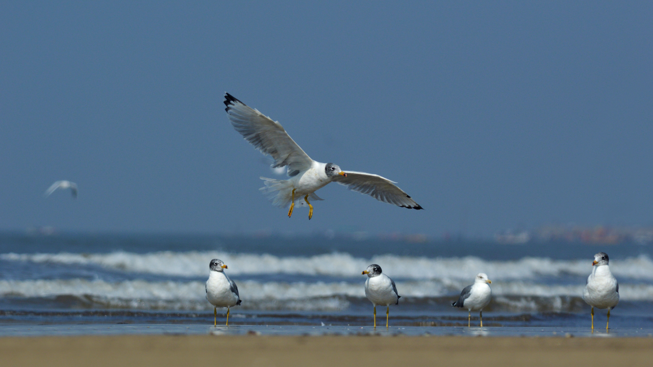 Alibaug Beach Maharashtra