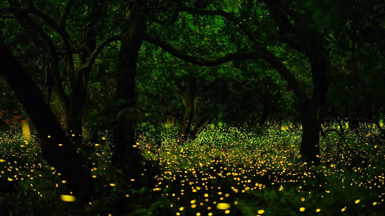 Firefly Festival In Maharashtra: 5 Places Where You Can Watch The ...