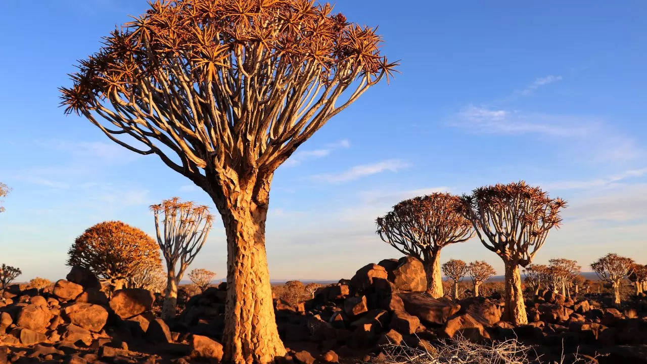 Namibia Credit Canva