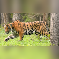 Poaching Suspected Decomposed Tiger Carcass Found In Pilibhit Canal