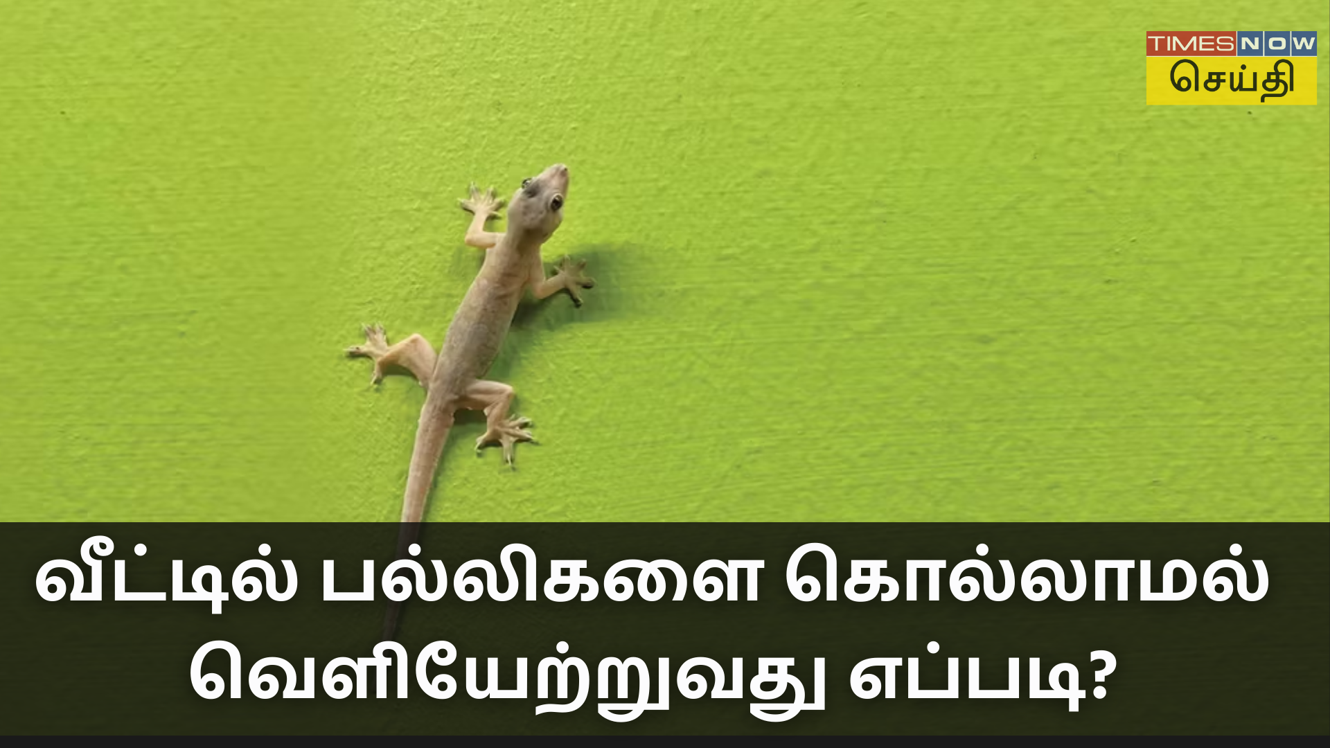 பல்லிகளை கொல்லாமல் வெளியேற்றும் 6 வழிகள்!