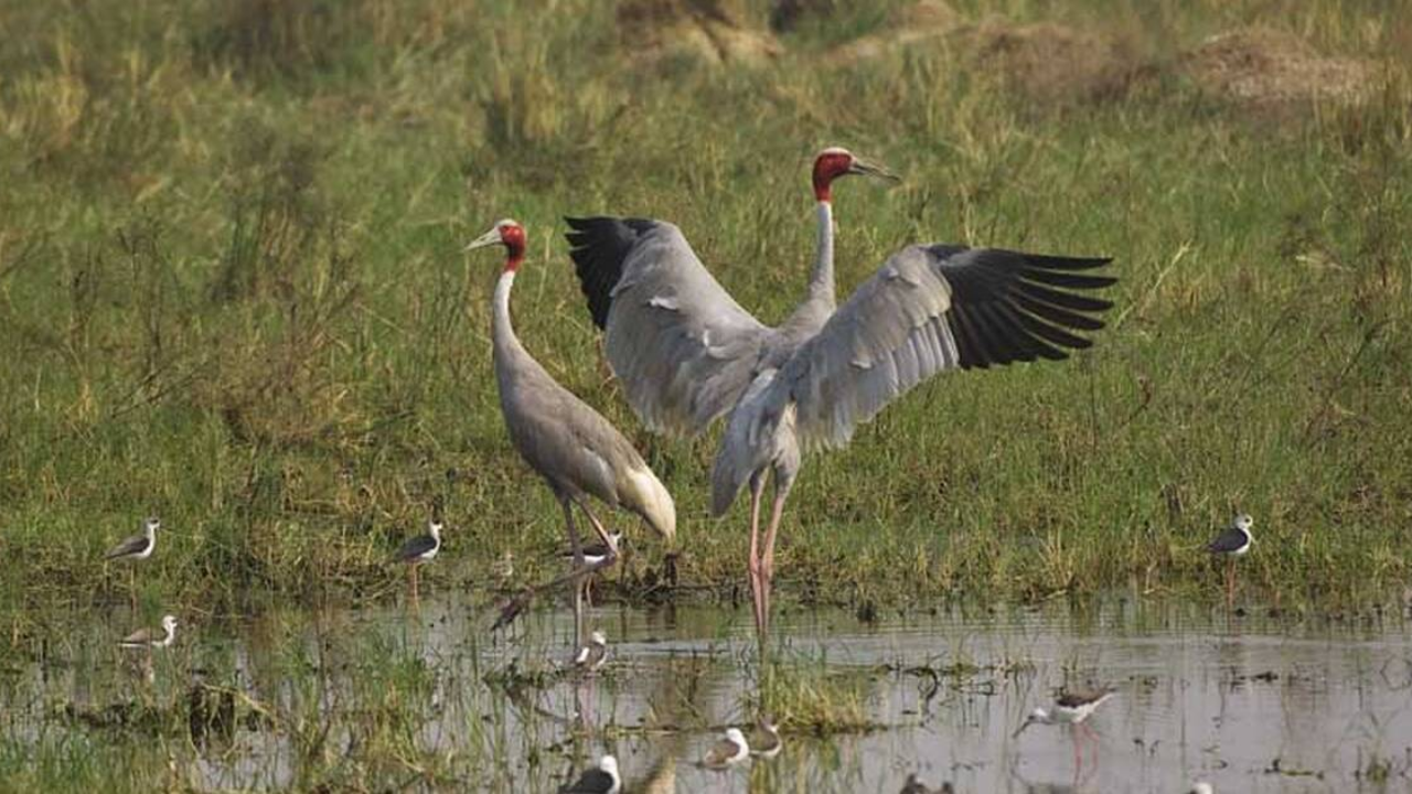 Top 5 Bird Sanctuaries In India to Visit With Kids During Monsoon ...