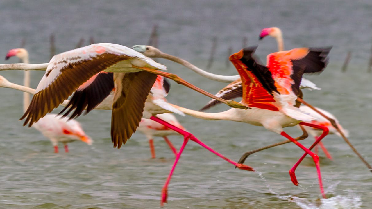 Top 5 Bird Sanctuaries In India to Visit With Kids During Monsoon ...