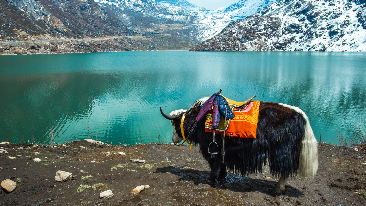 Cholamu Lake North Sikkim