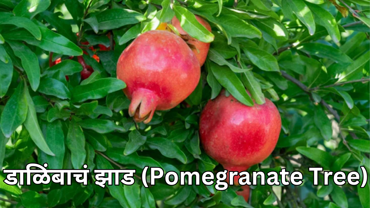 डाळिंबाचं झाड Pomegranate Tree