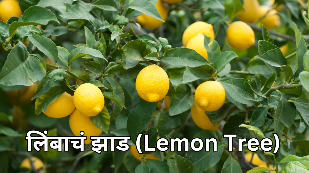 लिंबाचं झाड Lemon Tree 