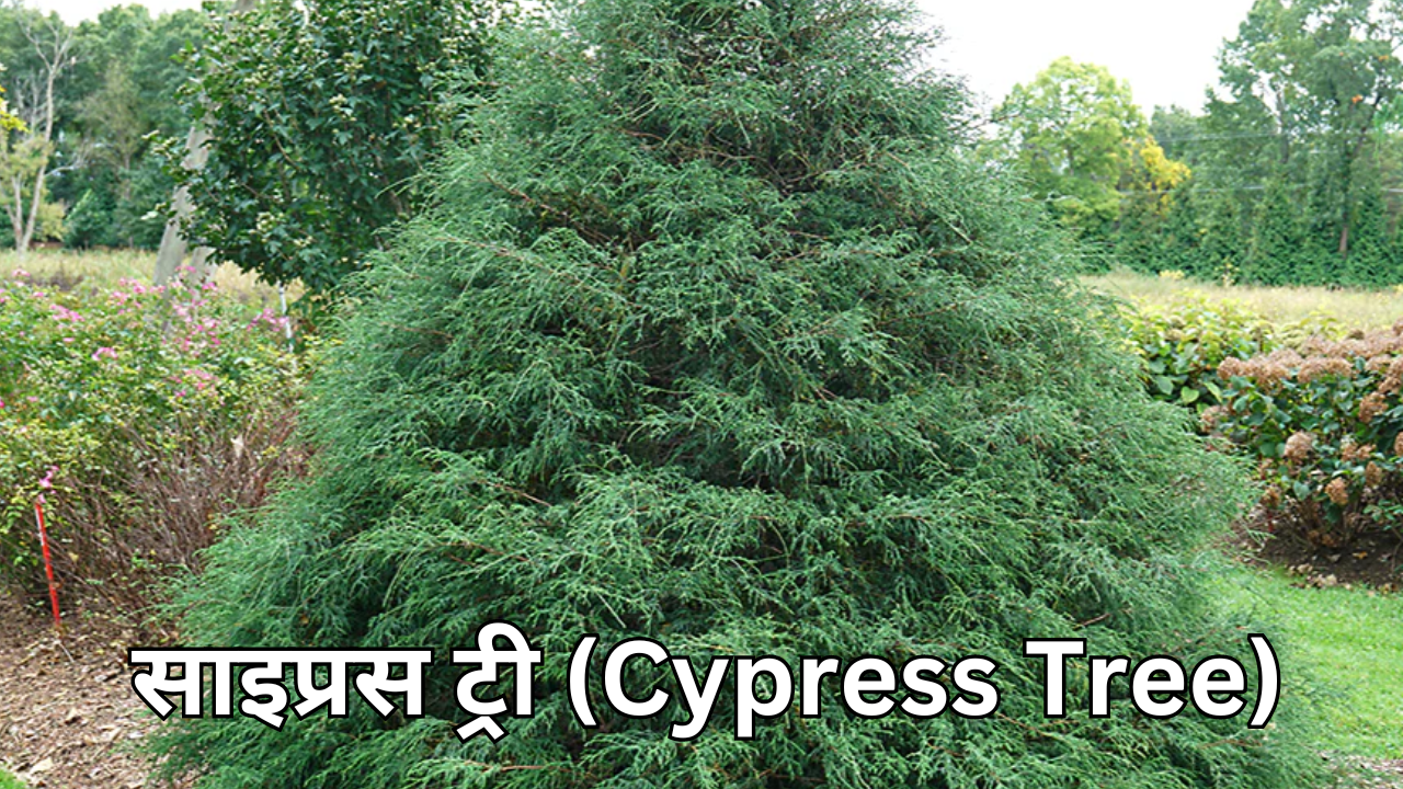 साइप्रस ट्री Cypress Tree 