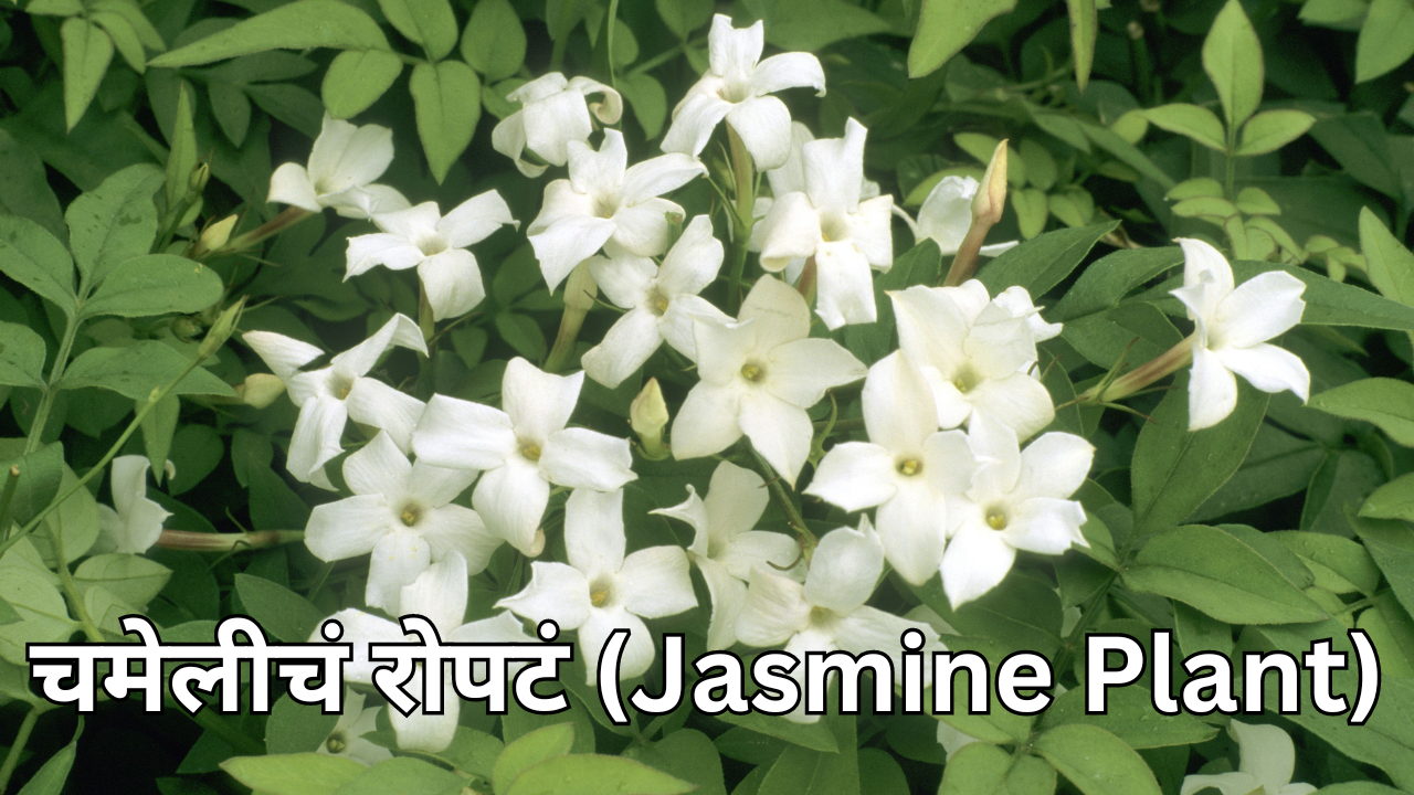 चमेलीचं रोपटं Jasmine Plant