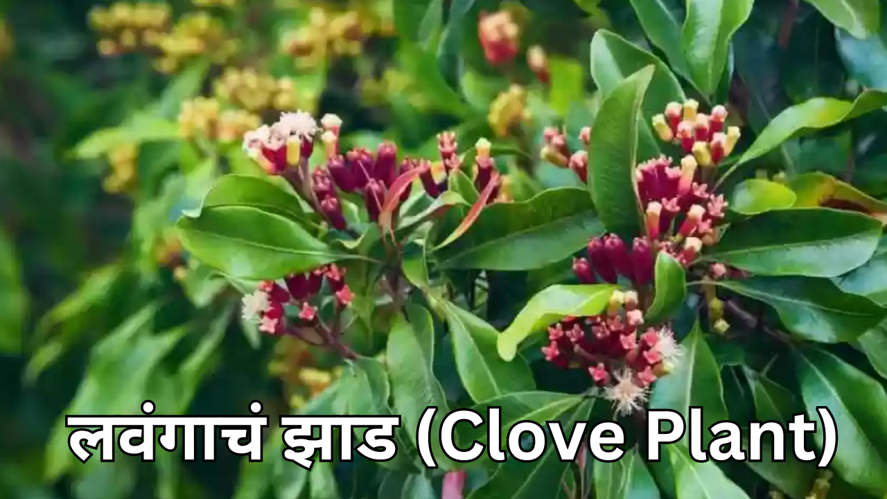 लवंगाचं झाड Clove Plant