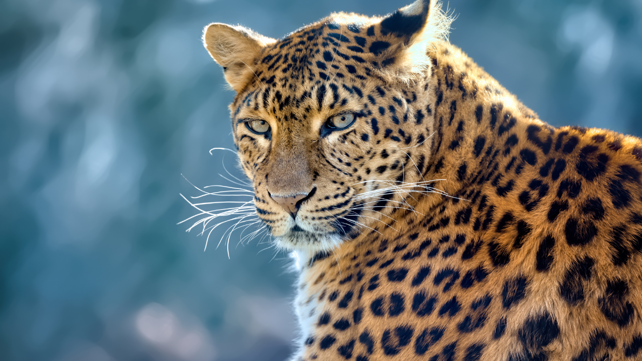 How to Reach Jhalana Leopard Reserve