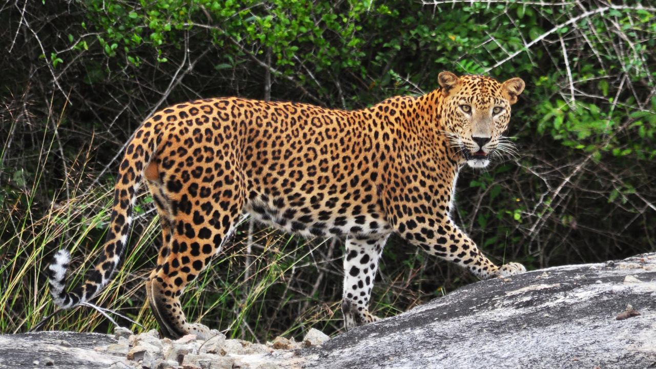 History and Establishment of Jhalana Leopard Reserve