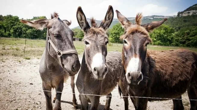 मधुमेह व्यवस्थापनात उपयुक्त