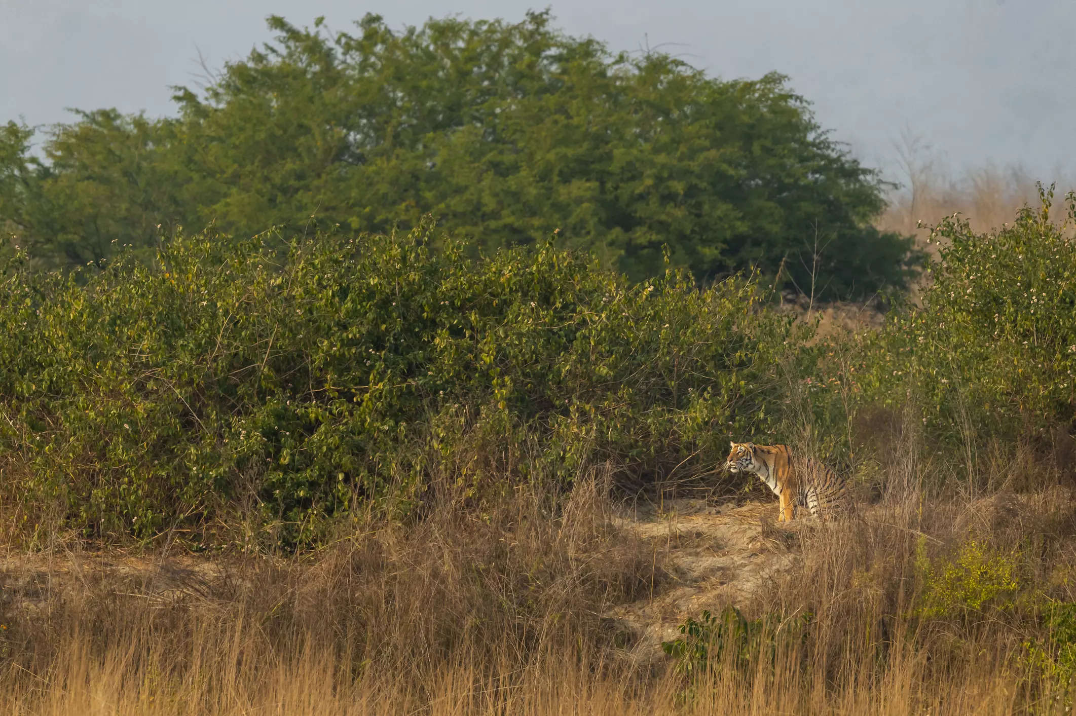 Ranipur Tiger Reserve To Soon Become Uttar Pradesh's New Eco-Tourism ...