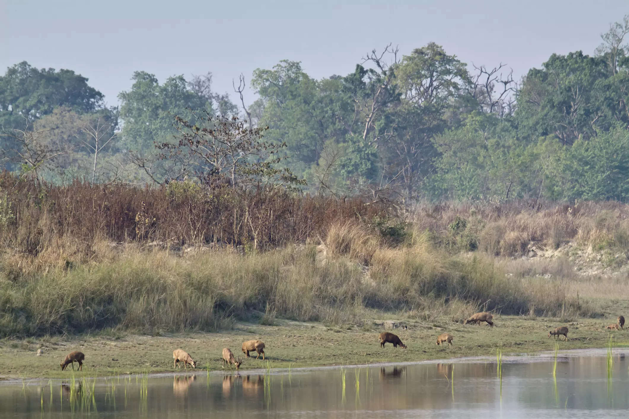 Ranipur Tiger Reserve To Soon Become Uttar Pradesh's New Eco-Tourism ...