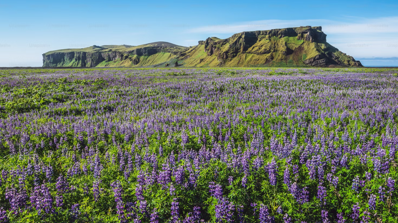 Trekking in the Valley of Flowers