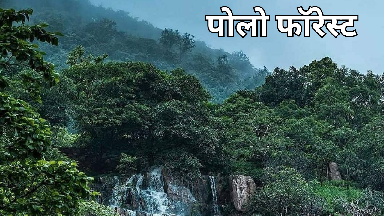 पोलो फॉरेस्ट Polo Forest