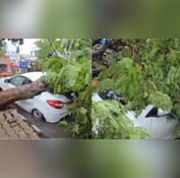 Ahmedabad Large Tree Falls Crushes Cars in KK Nagar Amid Heavy Rain Video