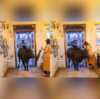 Uttarakhand Cafe Manager Regrets Attempt to Remove Bull Blocking Entrance