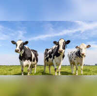 Hyderabad Three Cows Brutally Attacked In Kakaguda