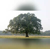 Activists Locals In Pain As Kolkata Civic Officials Axe 400-Year-Old Banyan Trees