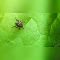 A New Tick-killing Pill Could Prevent Lyme Disease