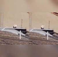 Dog Head Optical Illusion Was Actually a Cat Biggest Plot Twist of the Century