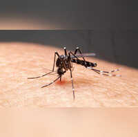 NIV Says 50 Percent Positivity Rate In Punes Dengue Samples Ways To Prevent The Spread Of The Disease