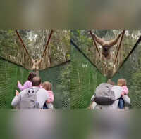 Caught on Camera Family Ducks to Let Gibbon Swing Over Them on Forest Bridge