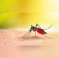 Dengue Can Be Fatal Expert-backed Tips To Identify Early Signs And Symptoms