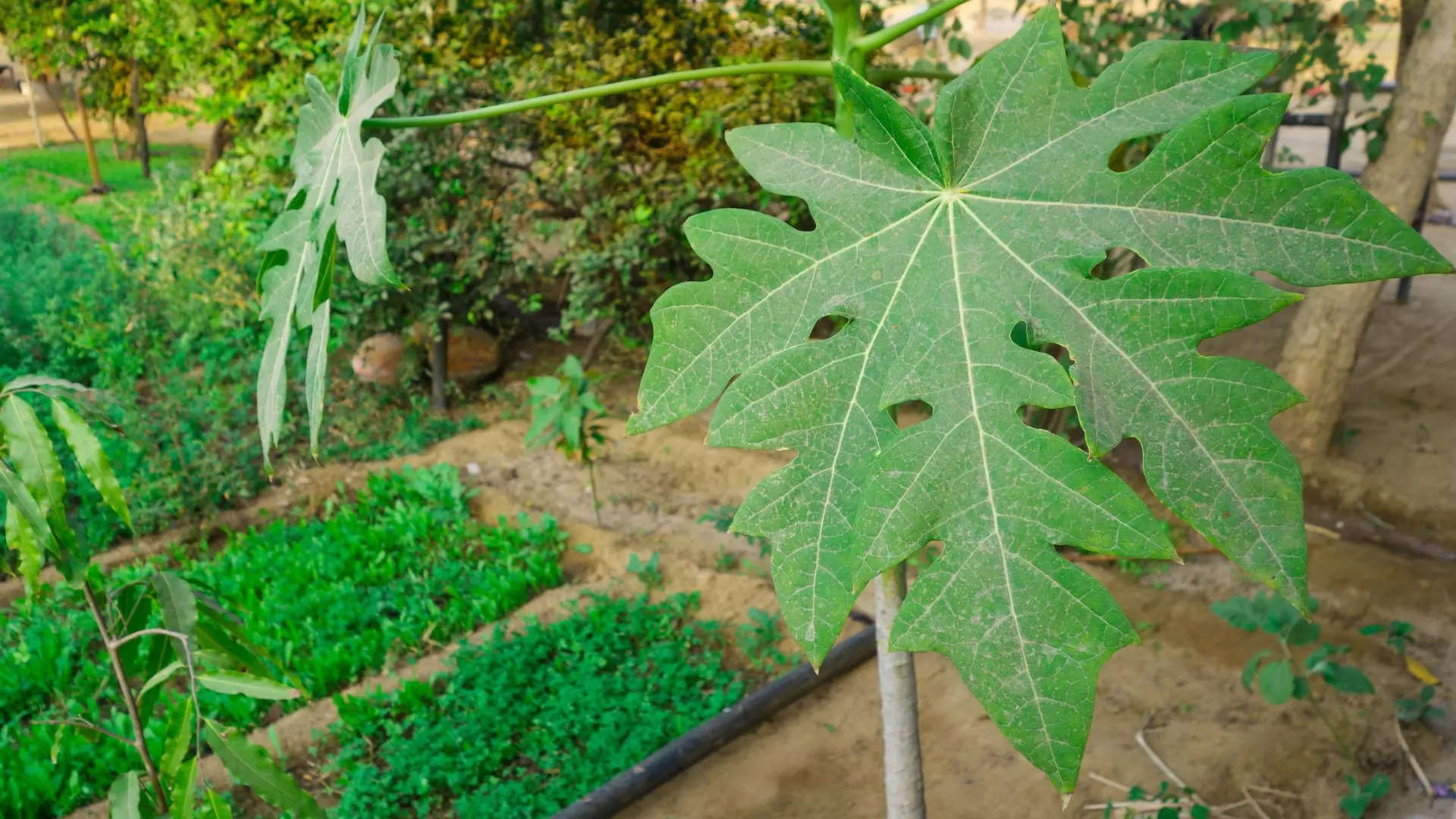 ಡೆಂಗ್ಯೂ ರೋಗಿಗಳು ಪಪ್ಪಾಯ ಎಲೆಯನ್ನ ಹೀಗೆ ಬಳಸಿ