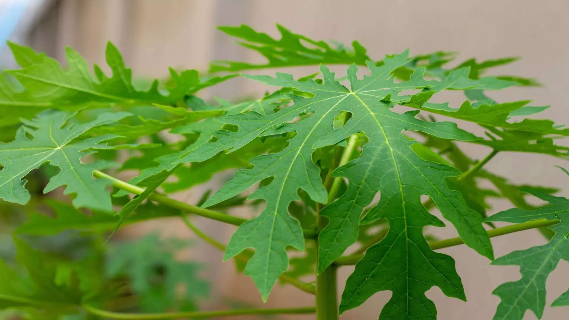 ನಿರ್ದಿಷ್ಟ ಪ್ರಮಾಣದಲ್ಲಿ ಸೇವಿಸಿ