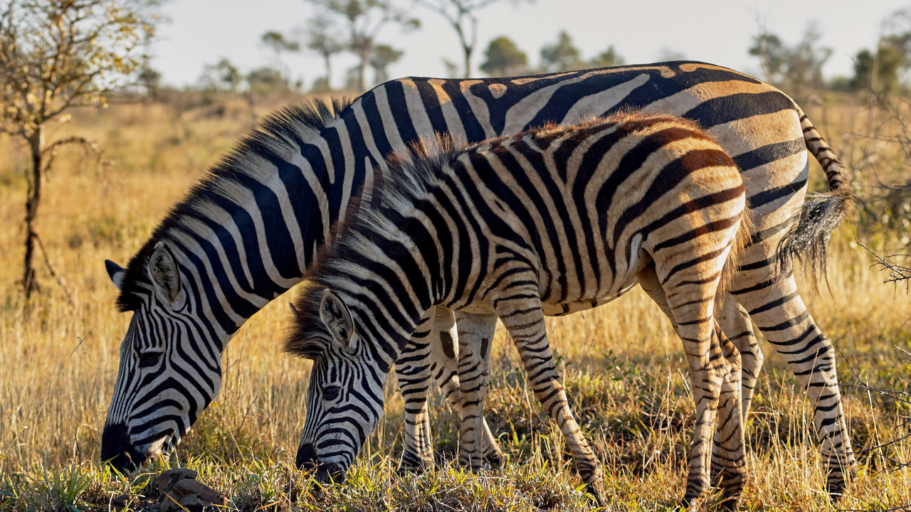 Panna National Park