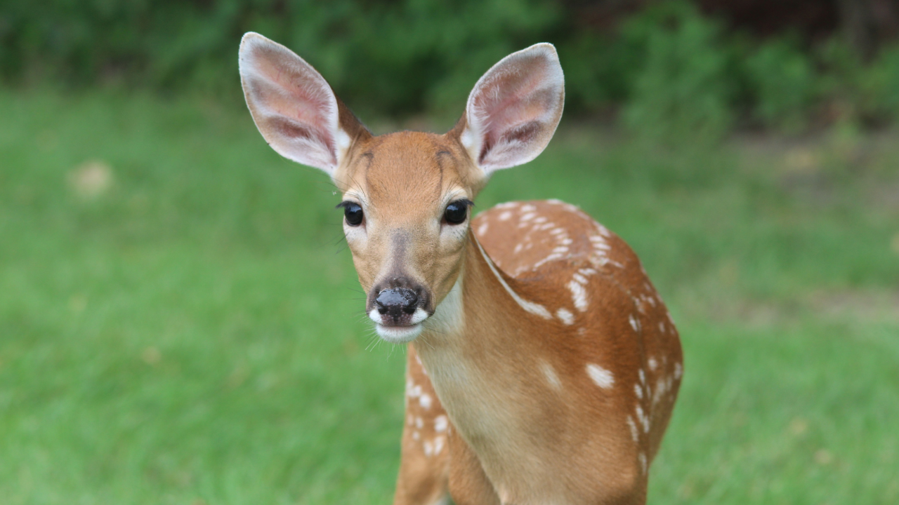 Kanha National Park