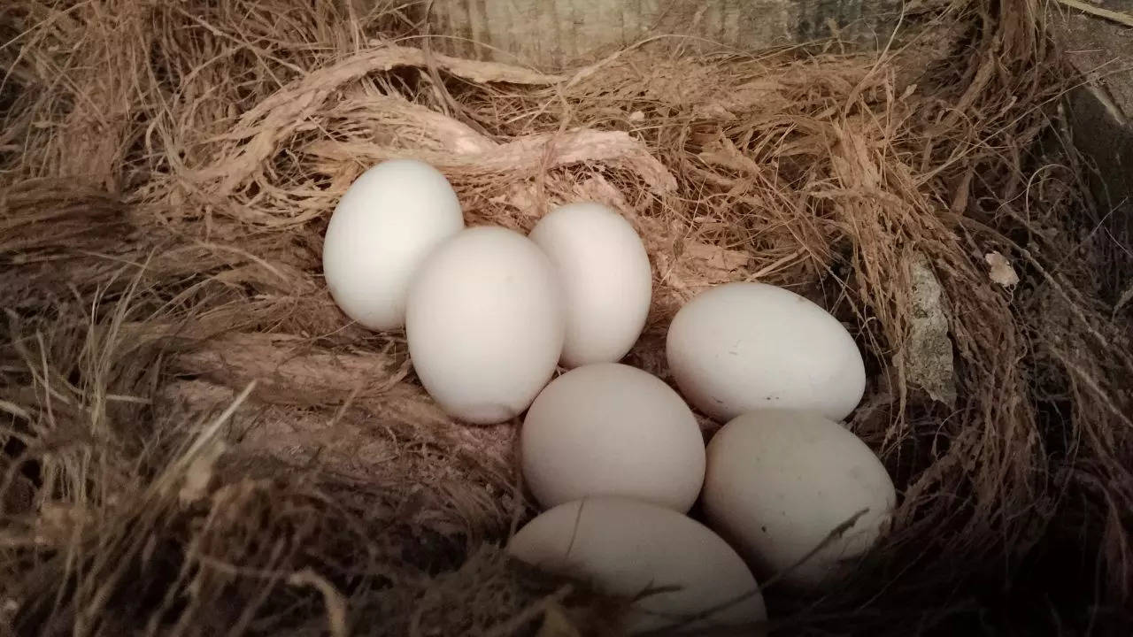 ধর্মঘটের জেরে ডিম কম থাকার আশঙ্কা! ২১শে জুলাইয়ে হিট ডিমভাত মেনুতে কি বদল আসছে