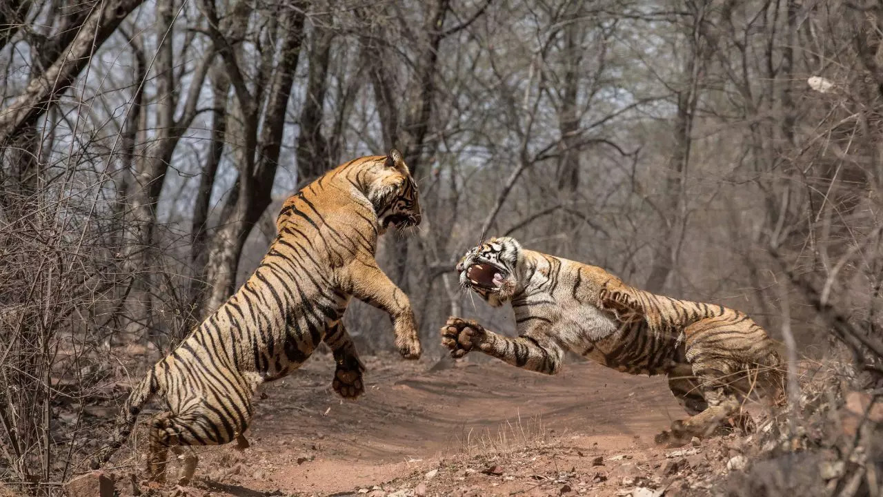 Mother-Daughter Duel