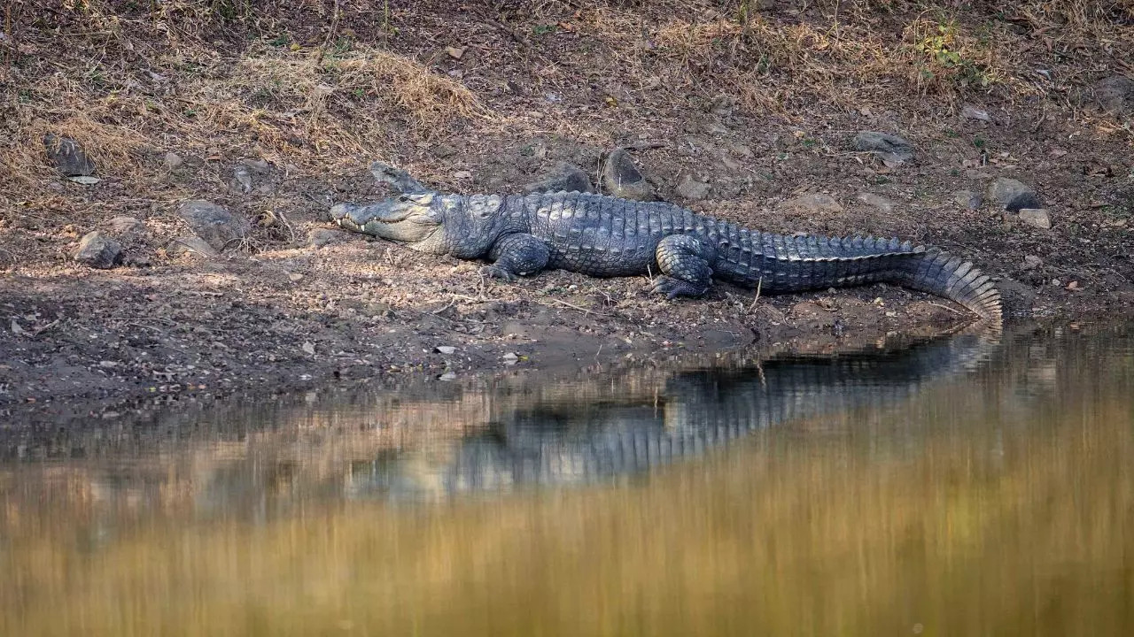 Basking In The Sun