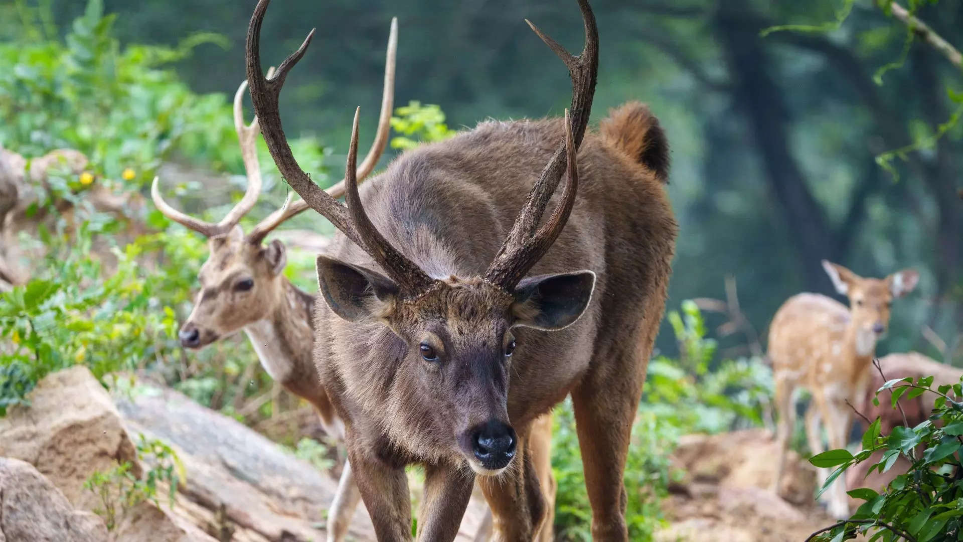 ಬನ್ನೇರುಘಟ್ಟ ರಾಷ್ಟ್ರೀಯ ಉದ್ಯಾನ Bannerghatta National Park