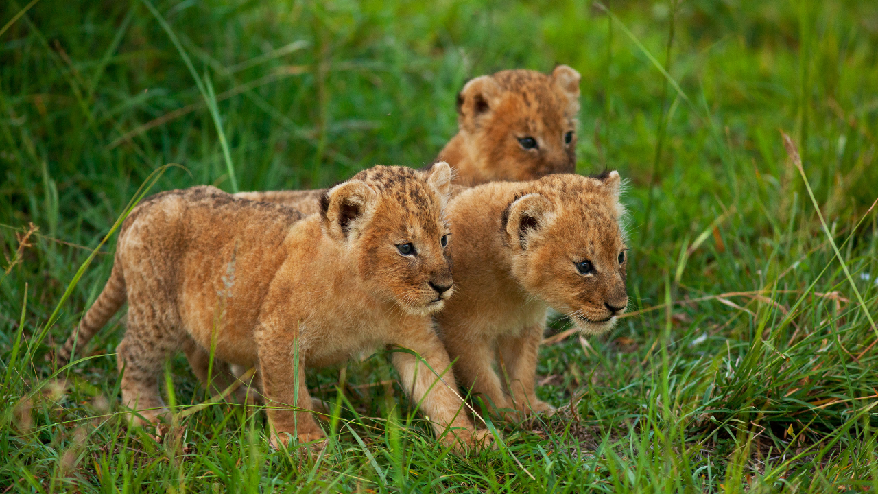 Kutch Desert Wildlife Sanctuary Kutch