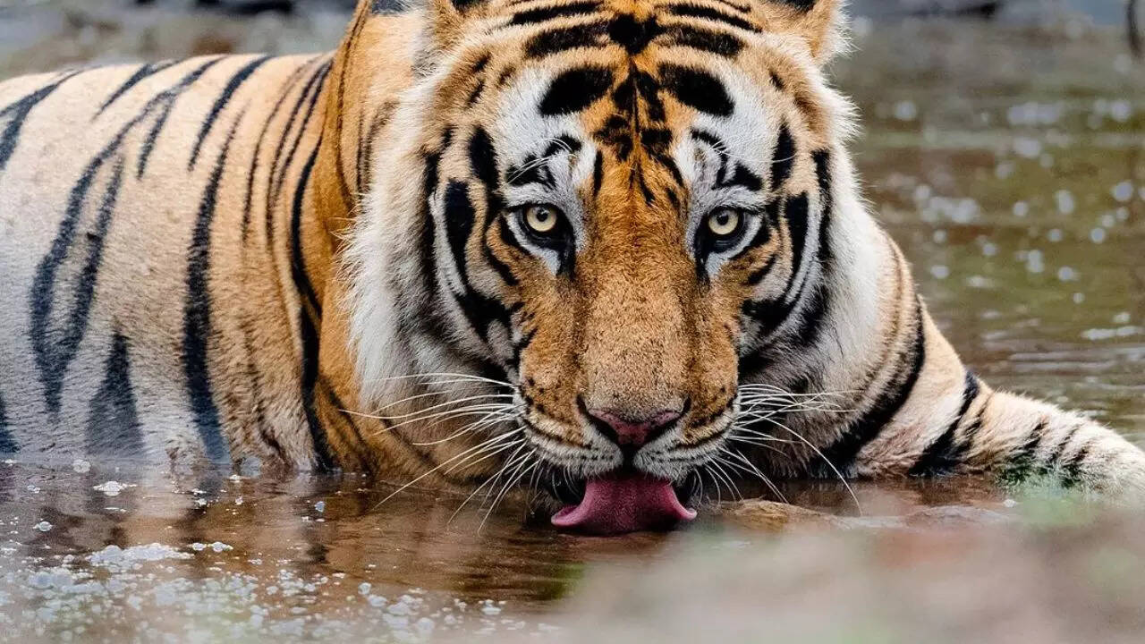 Suyash is a self-taught wildlife photographer turned curator and conservationist