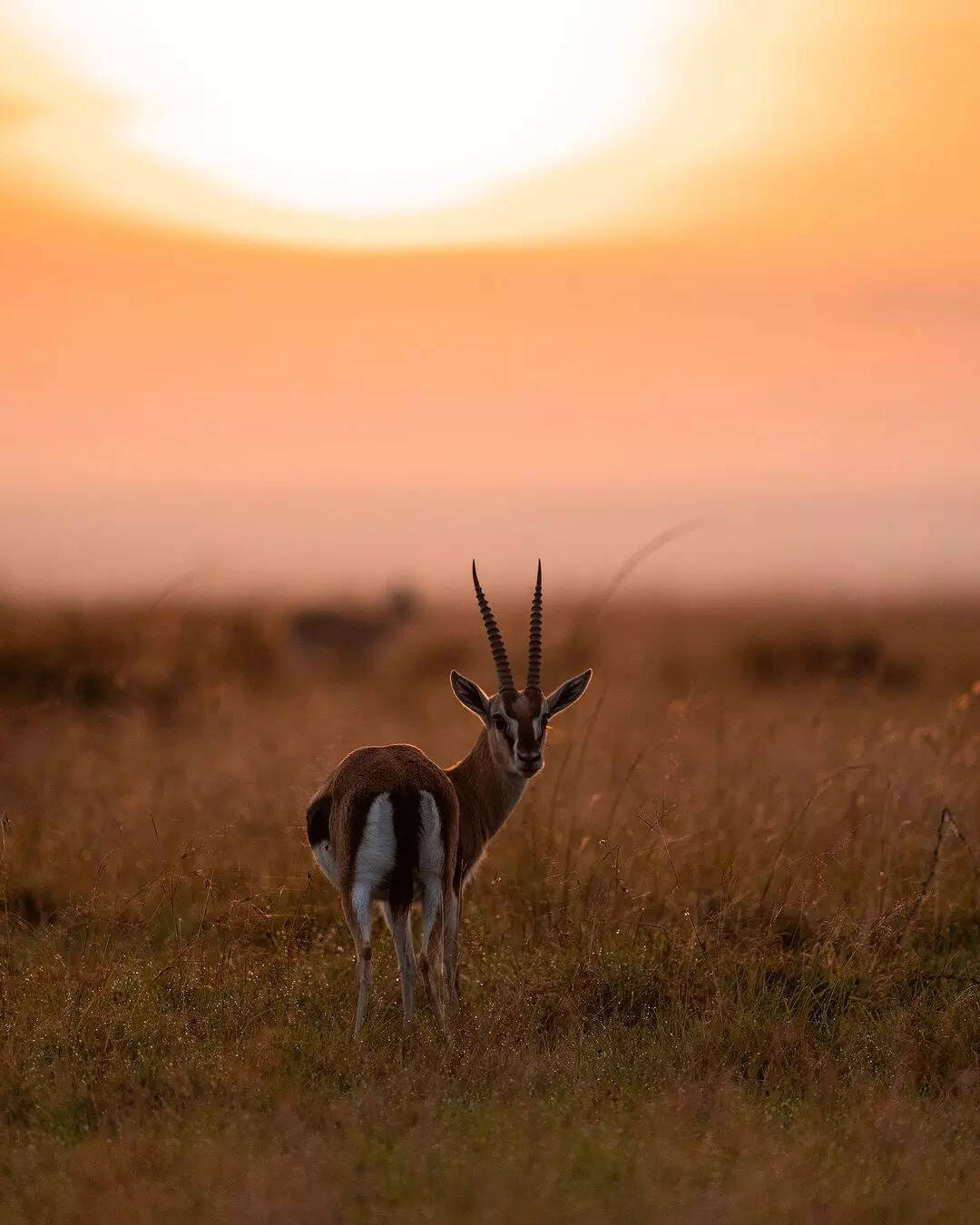 Keshri's love for the forests of India inspired him to document his safari experiences