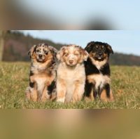 Can Potentially Cause Disease Tourists In Bali Tricked Into Eating Dog Meat Despite Ban